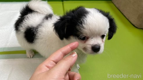 成約済の兵庫県のチワワ(ロングコート)-322228の4枚目